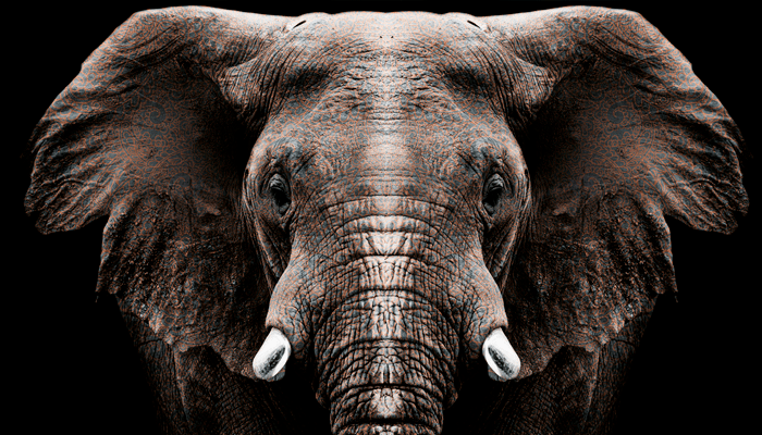 elefante-impakt