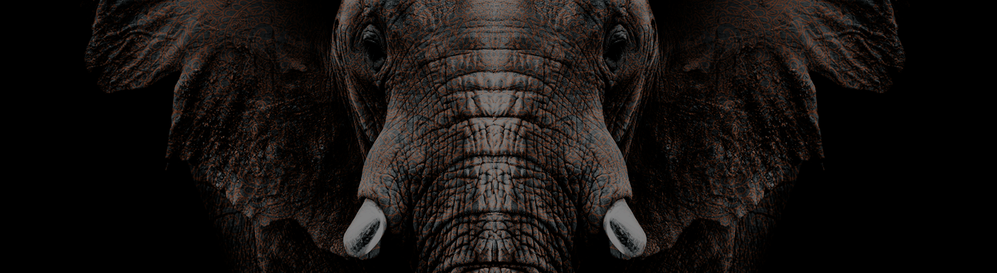 elefante-impakt